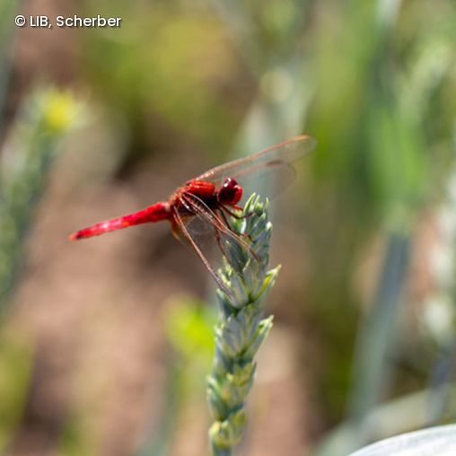 Libelle auf Grashalm
