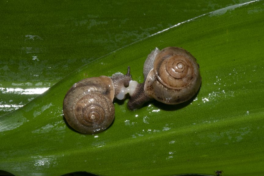 Zwei Schnecken auf Blatt