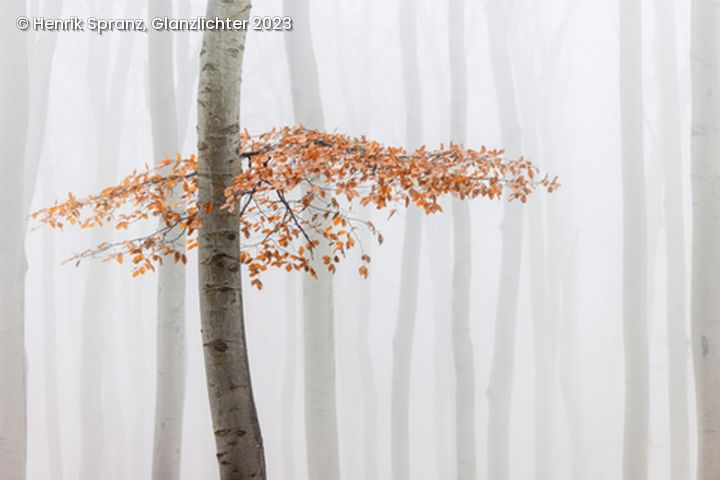 Ast mit orangenen Blättern