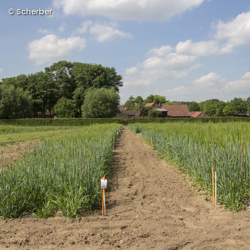 Feld auf dem verschiedene Sträucher wachsen, Häuser im Hintergrund