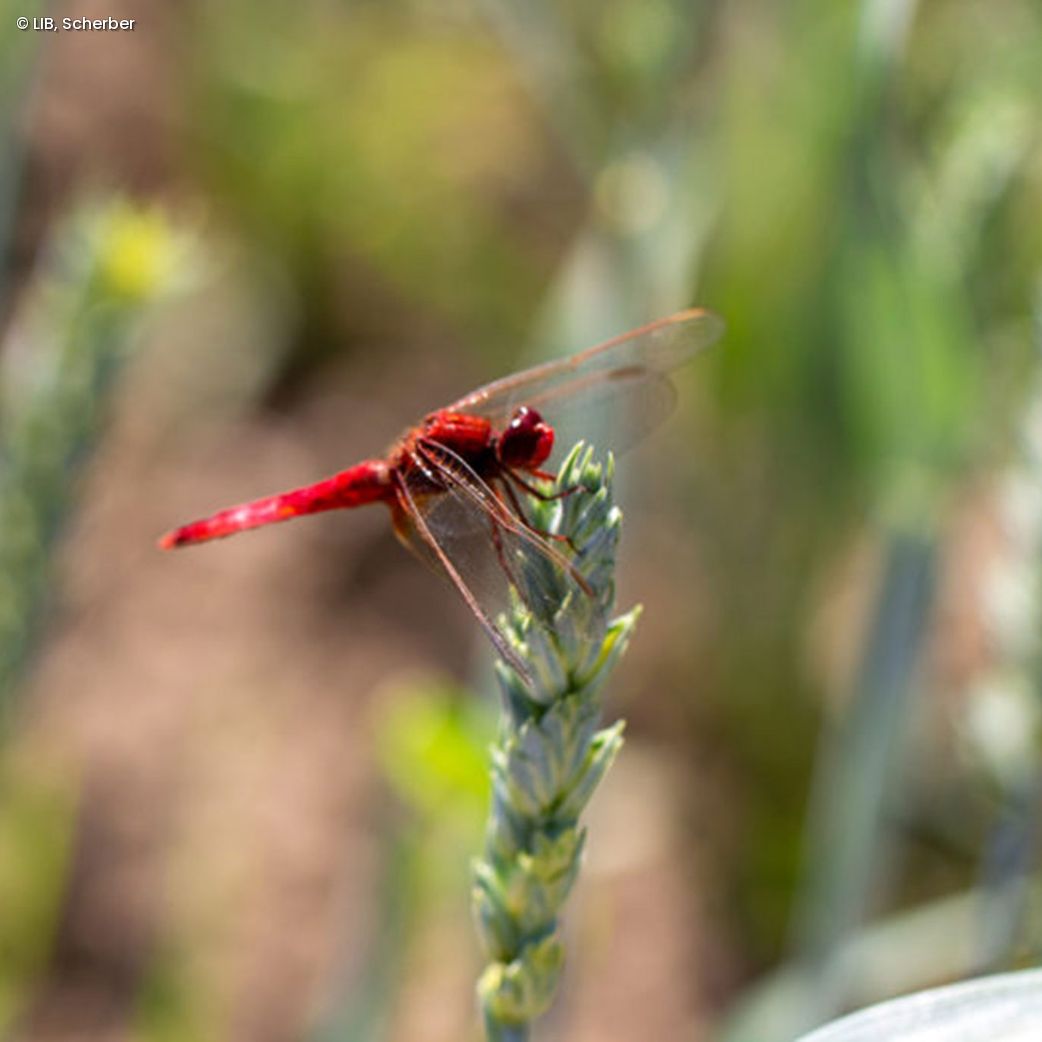Libelle auf Grashalm