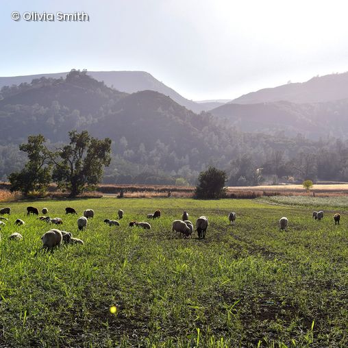 Schafherde weidet auf Farm in Kalifornien