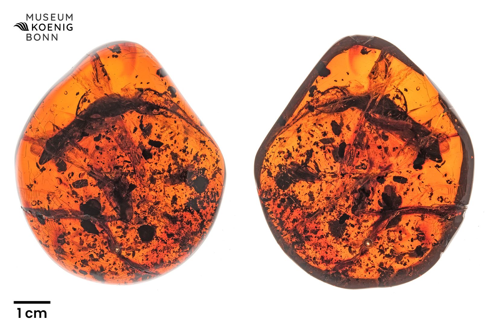 Sphaerodactylus dommeli