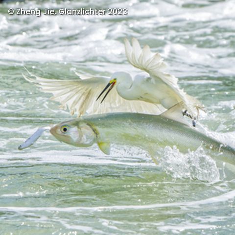 2 Fische springen aus dem Wasser und ein weißer Vogel
