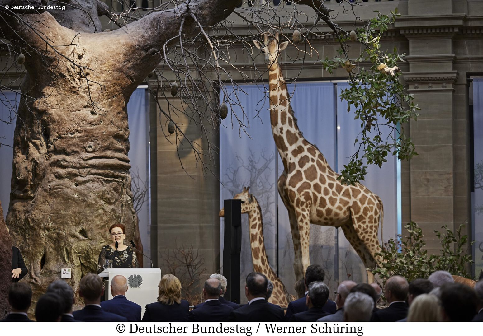 Giraffe im Museum König Bonn