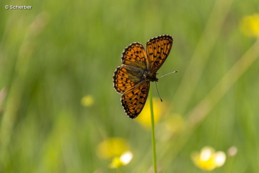 Schmetterling auf Wiese
