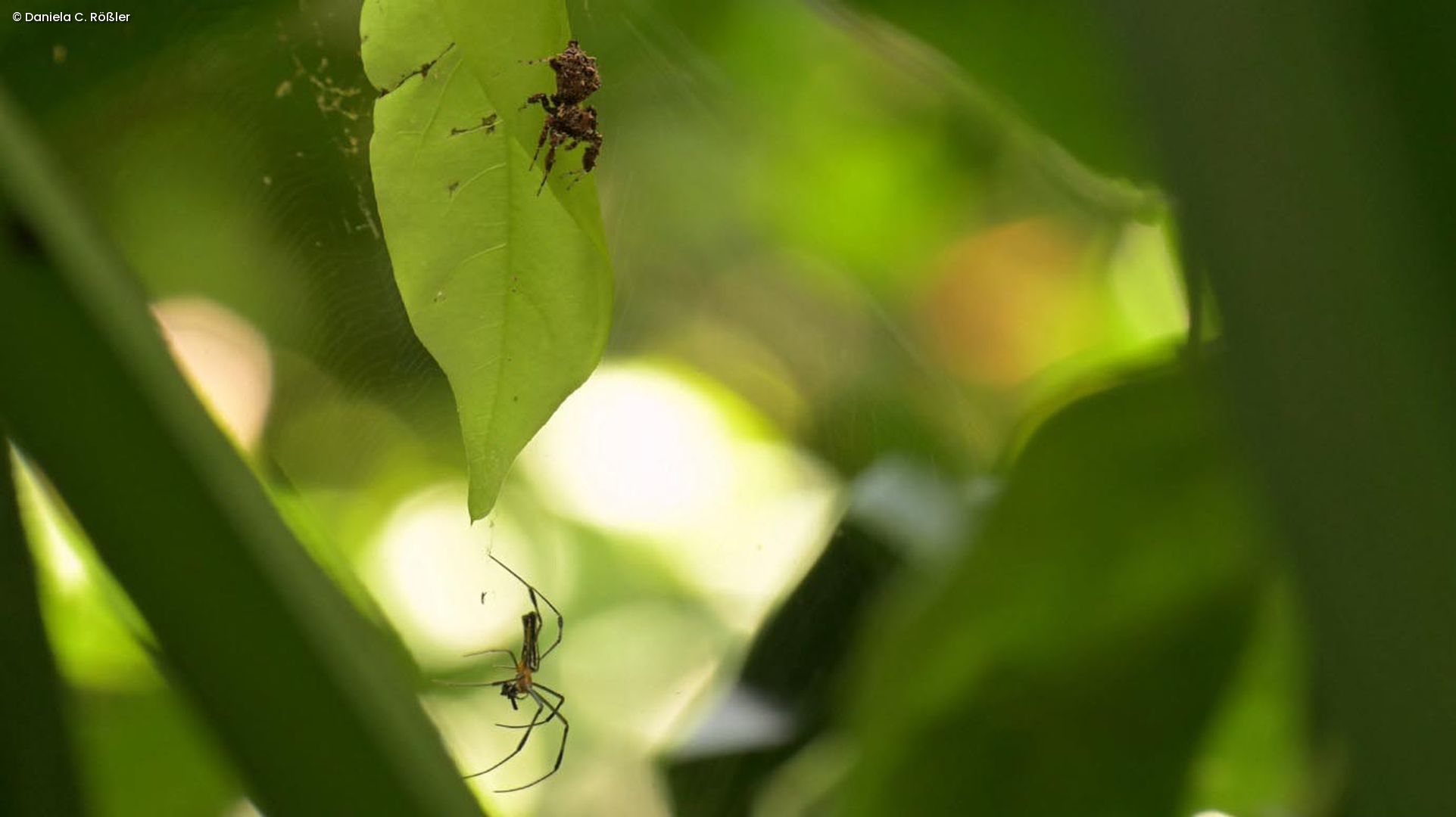 Die Springspinne Portia fimbriata klettert an einem Blatt, während eine Radnetzspinne in ihrem Netz darüber sitzt.