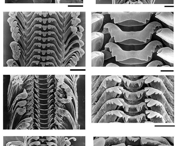 Collage aus Bildern von Radula, Zunge einer Schnecke