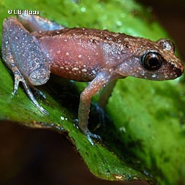 Froschlurch auf Blatt 