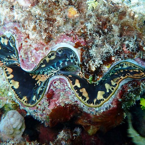Close up of the small giant clam with visible mantle