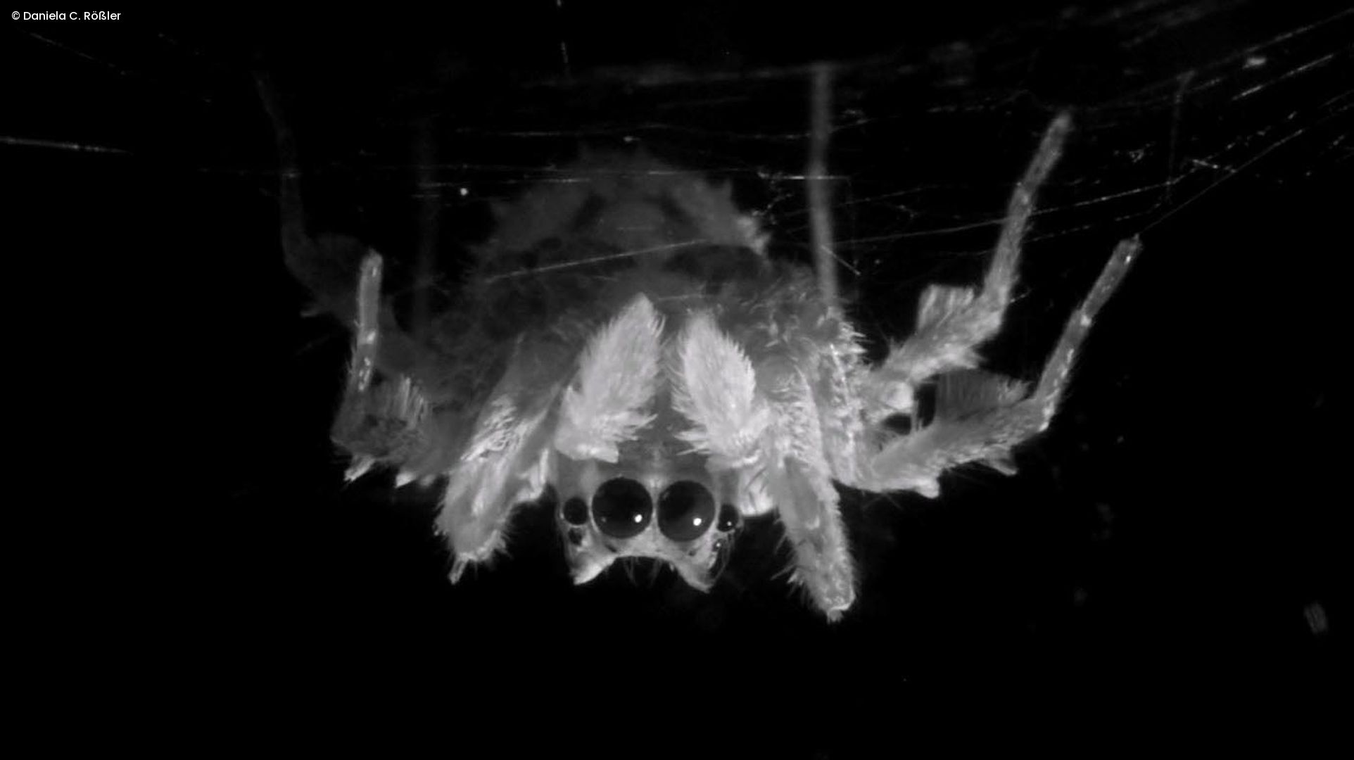 Die Spinne Portia fimbriata hängt kopfüber in Schlafhaltung unter ihrem selbstgesponnenen Netz