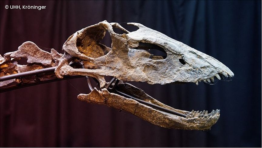 Schädel Dino Skelett