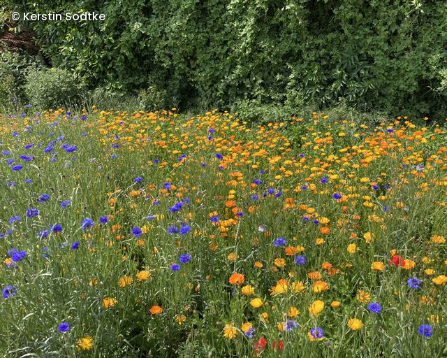 Blühstreifen_Blüten