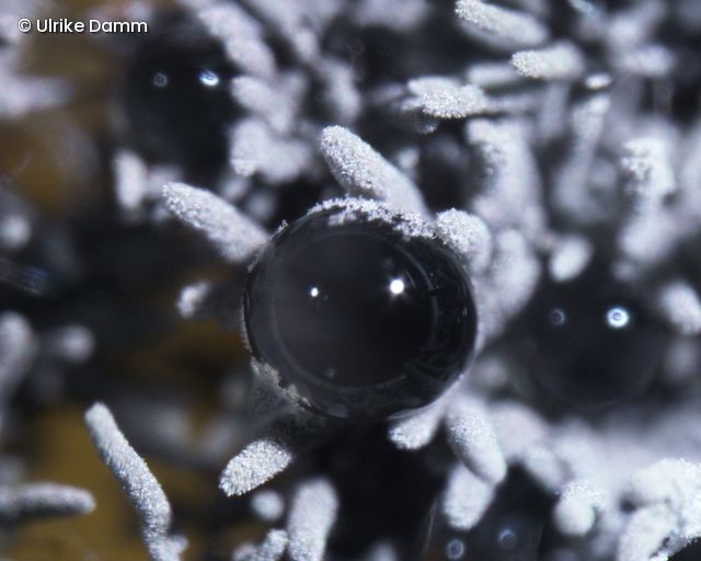 Mikroskopische Aufnahme eines unbekannten Pilzes aus einer Luftprobe in Deutschland. 