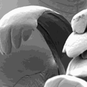 Radula, Zunge einer Schnecke