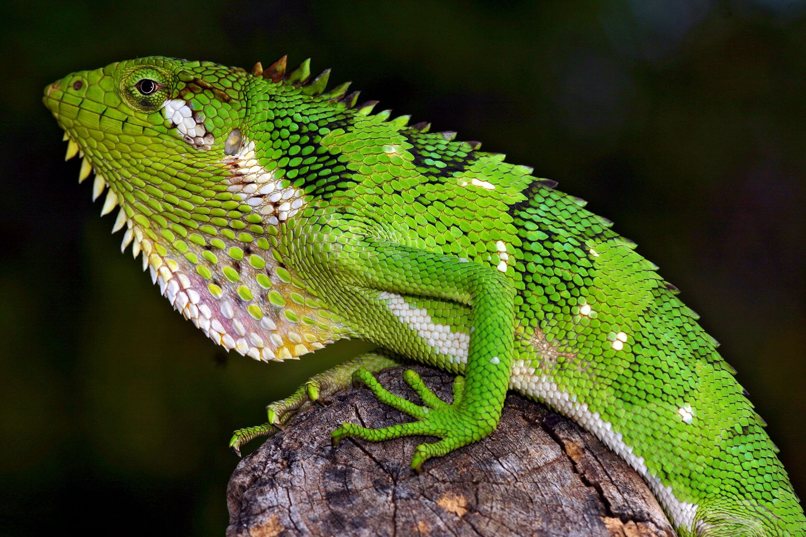Polychrus peruvianus