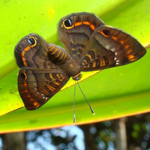 Falter auf Blatt