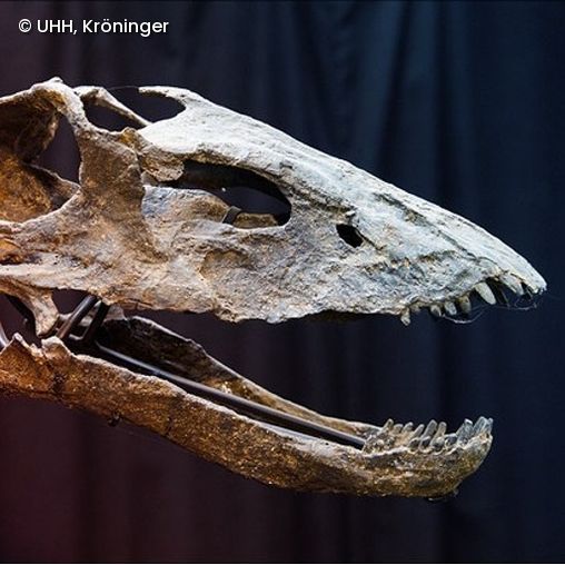 Schädel Dino Skelett
