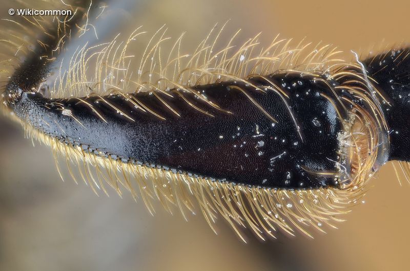 Insektenbein in der Nahaufnahme 
