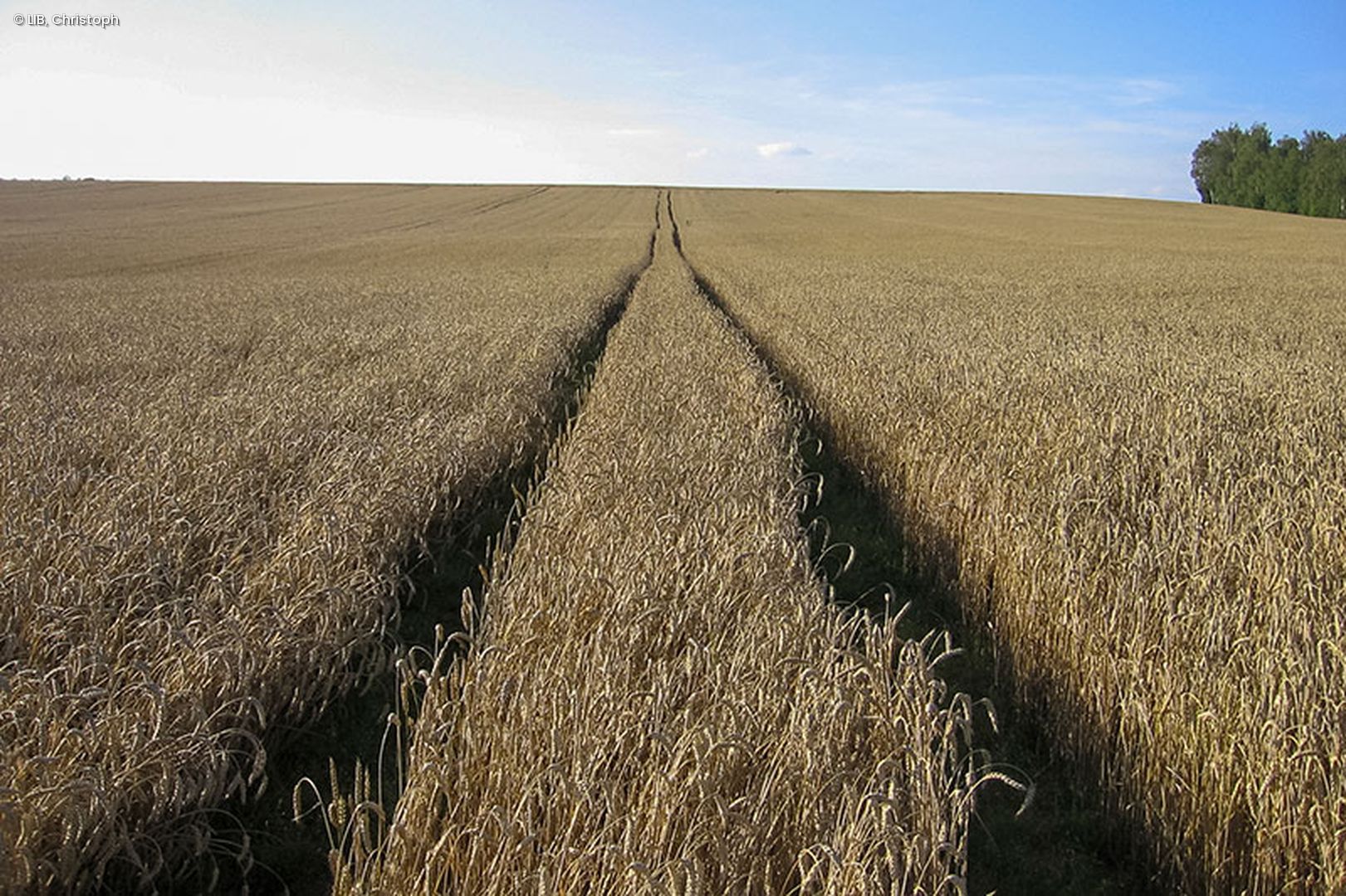 Weizen Feld