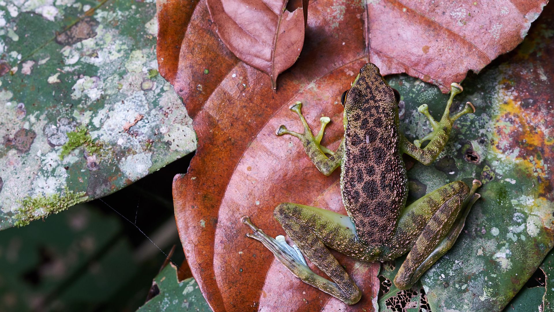 Ein Frosch auf einem Blatt