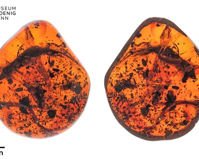 Sphaerodactylus dommeli