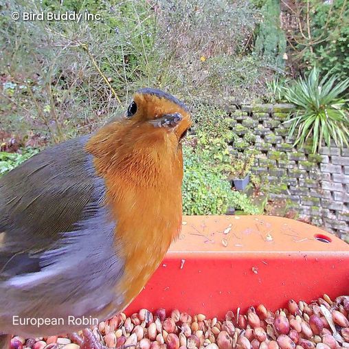 Ein Rotkehlchen schaut in die BirdBuddy Kamera.