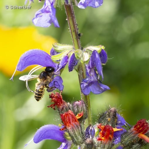 Biene trinkt aus lila Blüte