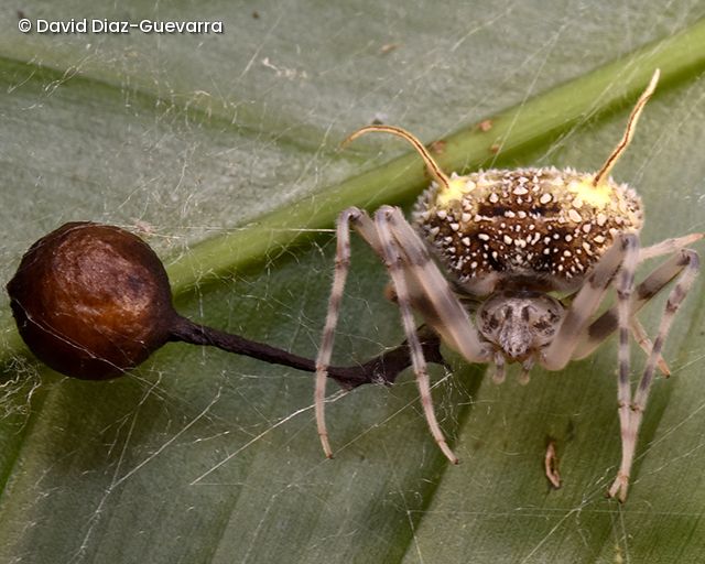 Taczanowskia waska newly discovered spider with an ovisac