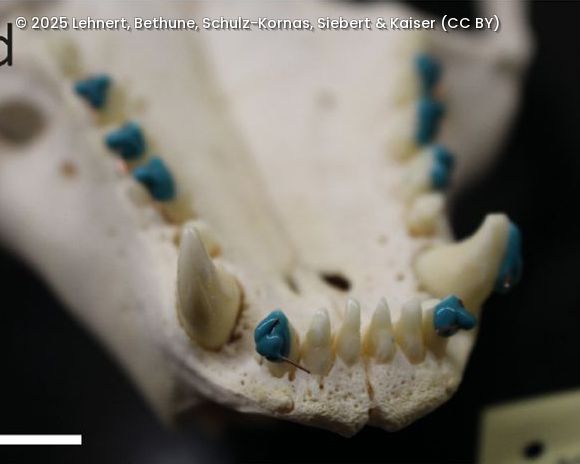 Nahaufnahme eines Kieferknochens mit Zähnen, von denen einige mit blauem Material markiert sind.