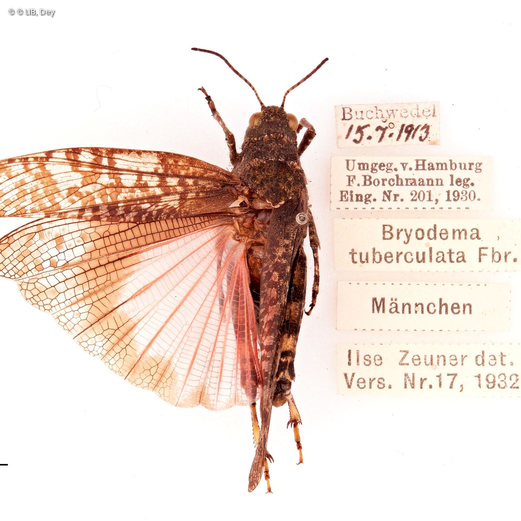 Gefleckte Schnarrschrecke