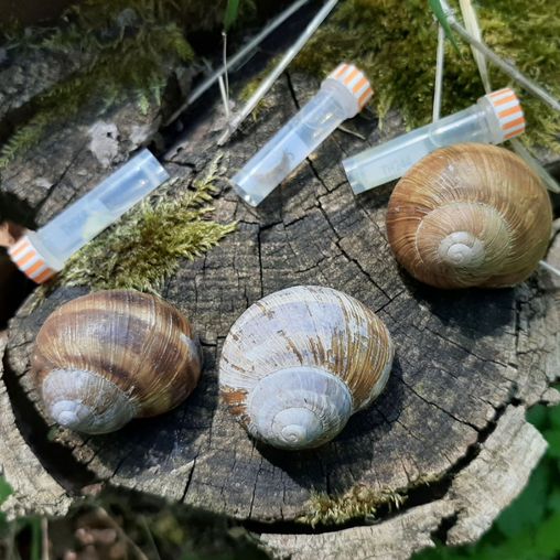 drei Schneckenhäuser auf Baumstamm und drei Plastikröhrchen