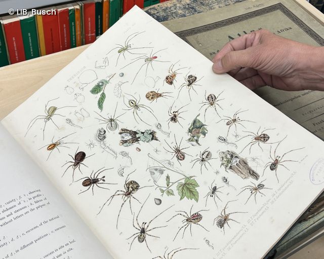 Buchseite in einem historischen Buch zu verschiedenen Spinnenarten
