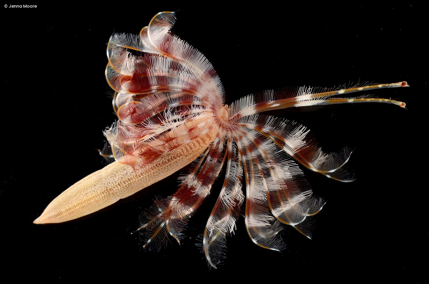 Transparent fan-shaped marine worm with numerous fine feather-like appendages against a black background