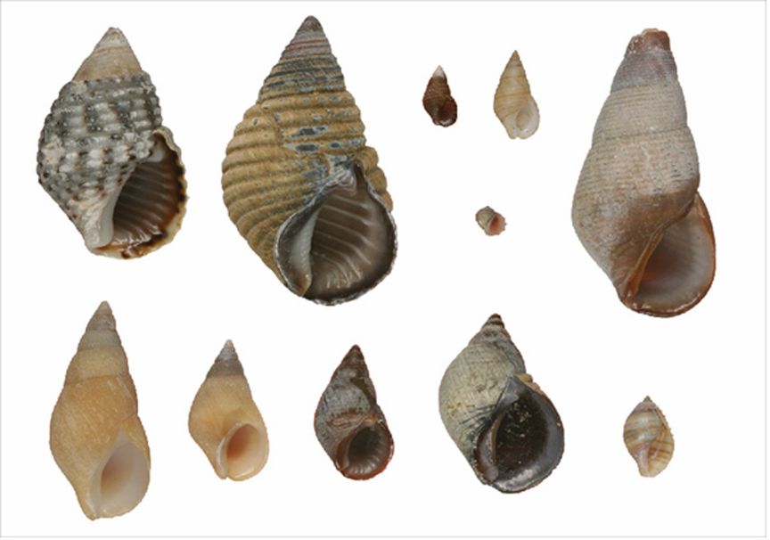 Verschiedene gedrehte Muscheln