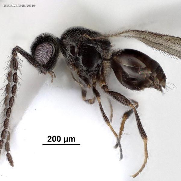 Aphanogmus bispinatus sp. nov.