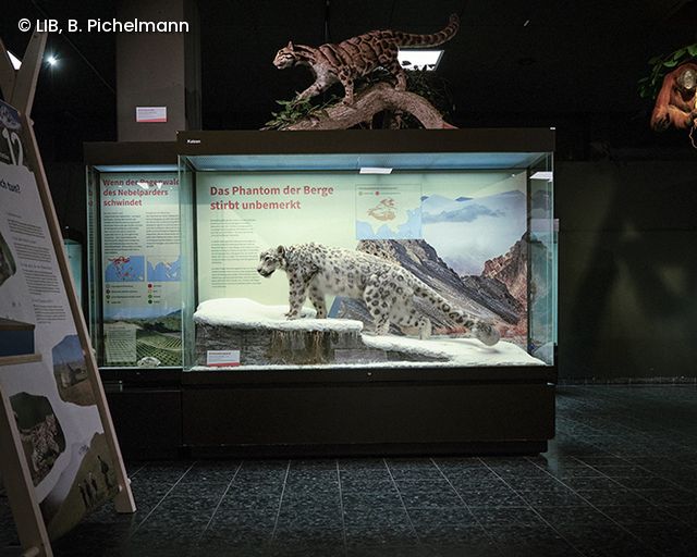 Ausstellungsvitrine mit Schneeleo-Präparat