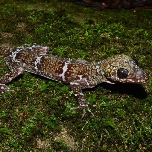 Gecko auf Moosuntergrund