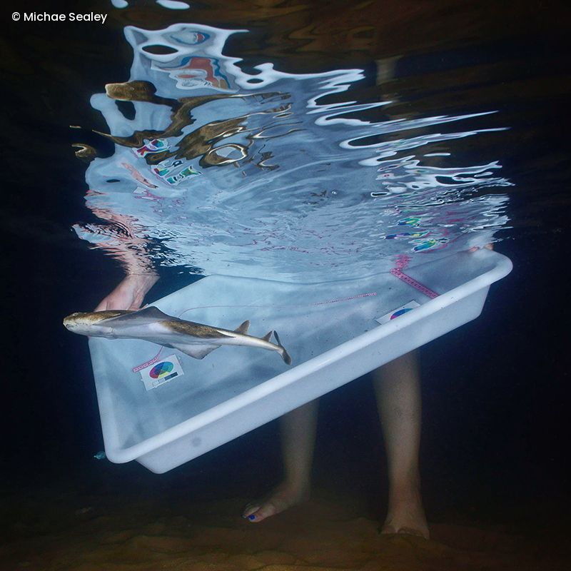 Junger Engelhai schwimmt in einem weißen Behälter, der teilweise im Wasser gehalten wird, mit sichtbaren Beinen einer Person im Hintergrund.