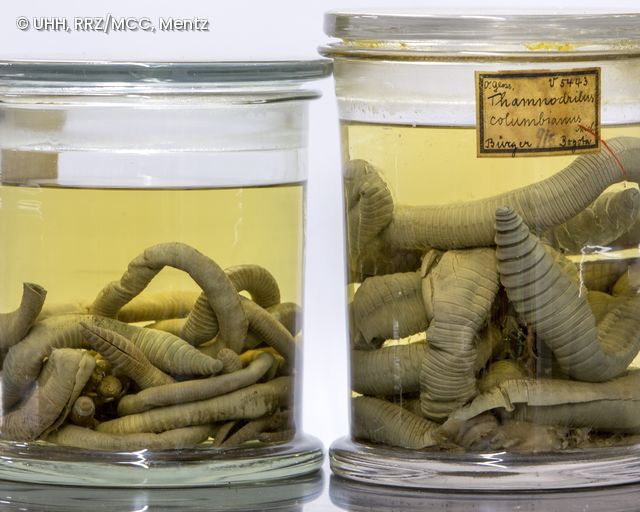 Ringelwürmer in der Sammlung des Museums der Natur Hamburg