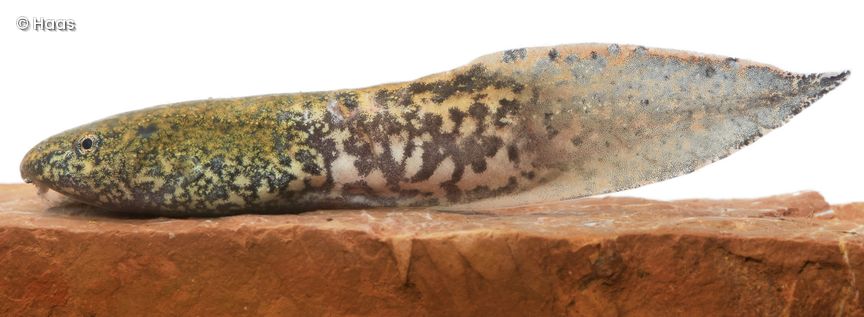 Amphibienlarve