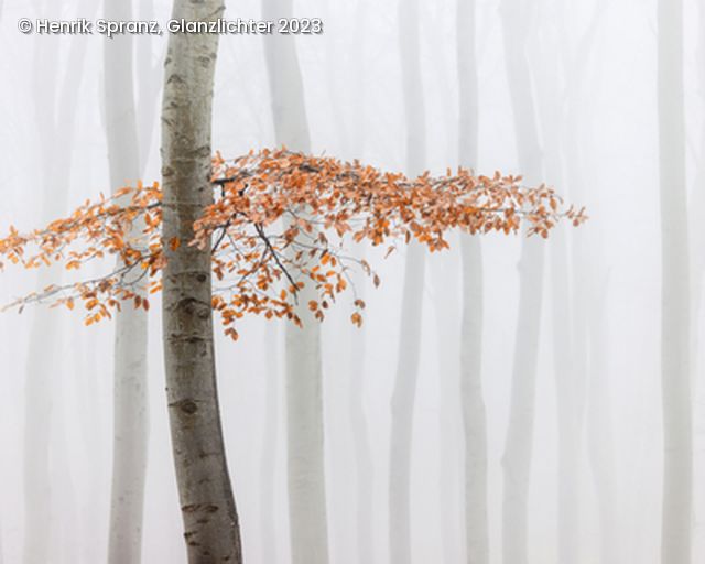 Ast mit orangenen Blättern