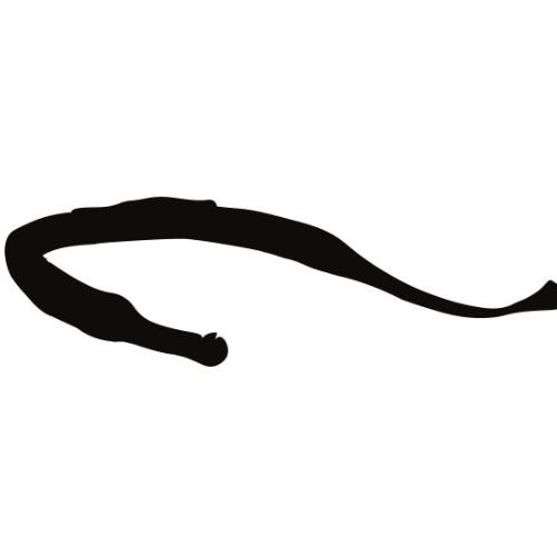 Seepferdchen-/ Seedrachen-/ Seenadelarten