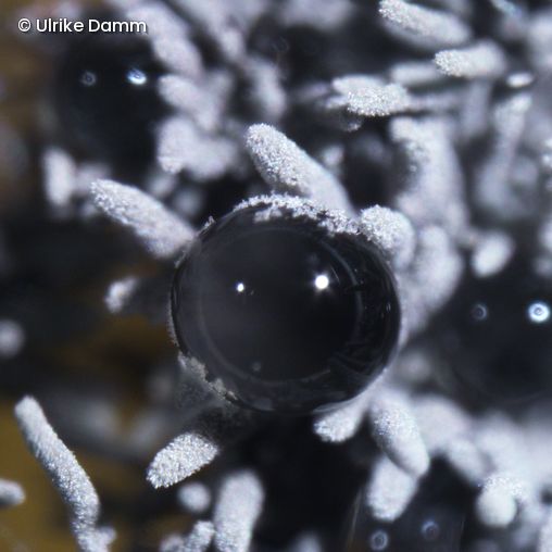 Mikroskopische Aufnahme eines unbekannten Pilzes aus einer Luftprobe in Deutschland. Foto: Ulrike Damm