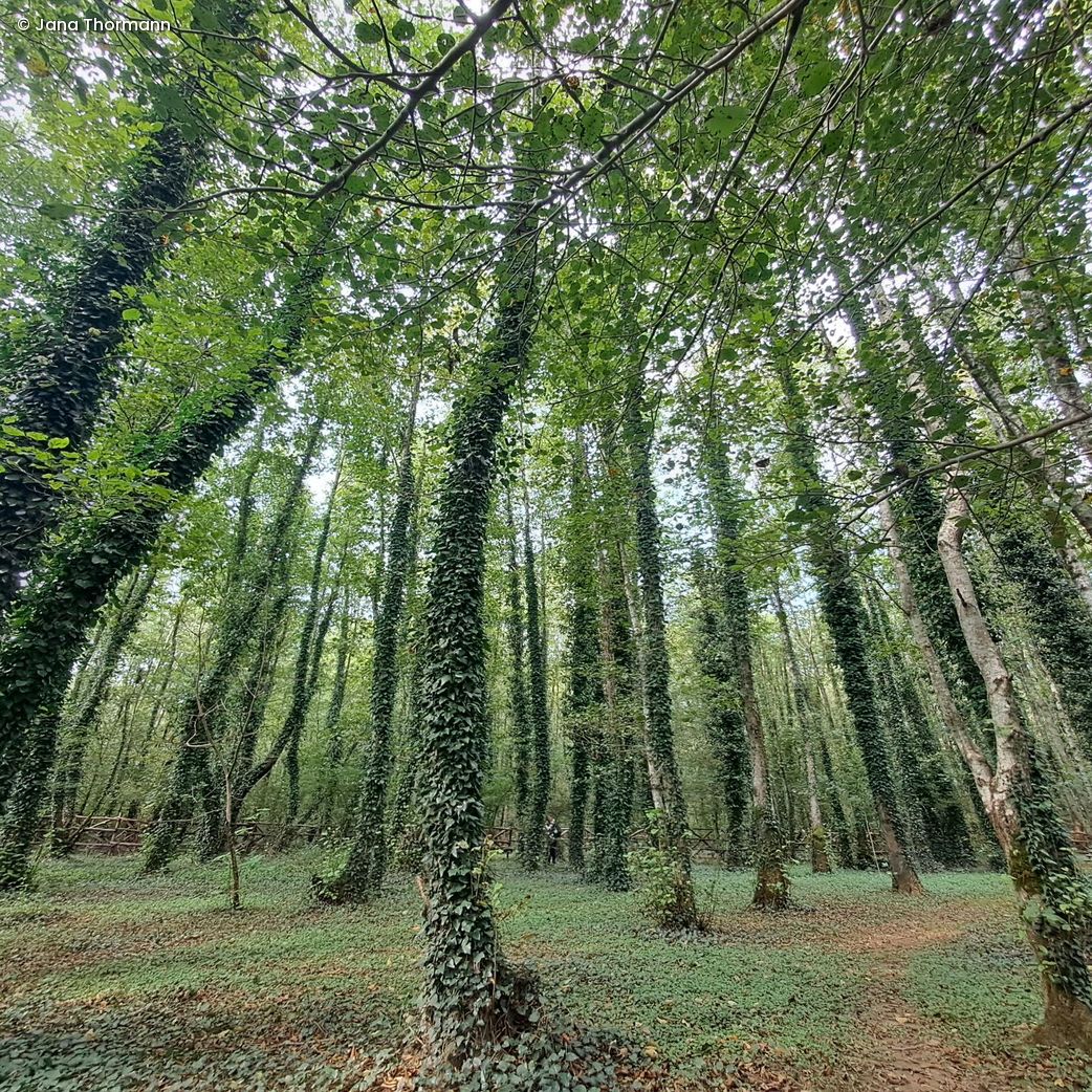 Natur im Kolkheti National Park, Georgien