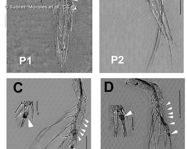 Vier schwarz-weiße Mikroskopaufnahmen von Thalassodoron bathyale-Beinexopoden 1 bis 4 mit Pfeilspitzen, die Einkerbungen und einen verdickten, behaarten Ring an der apikalen Borste markieren.
