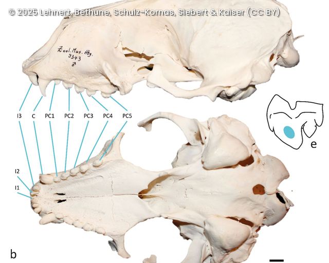 Seitliche und untere Ansicht eines Tier-Schädels mit Beschriftungen der Zähne und einem schematischen Ausschnitt mit markiertem Bereich.