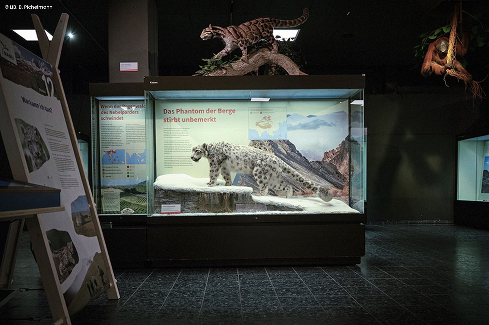 Ausstellungsvitrine mit Schneeleo-Präparat