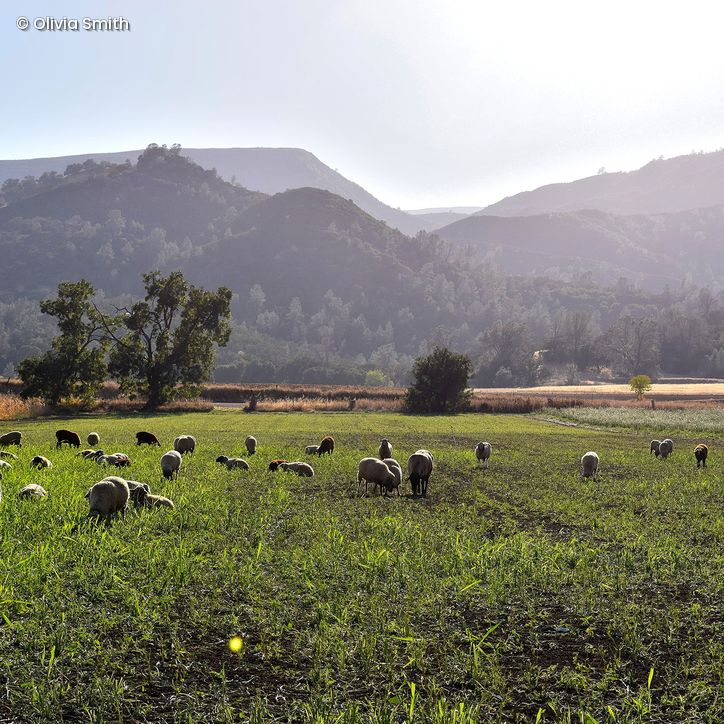 Schafherde weidet auf Farm in Kalifornien