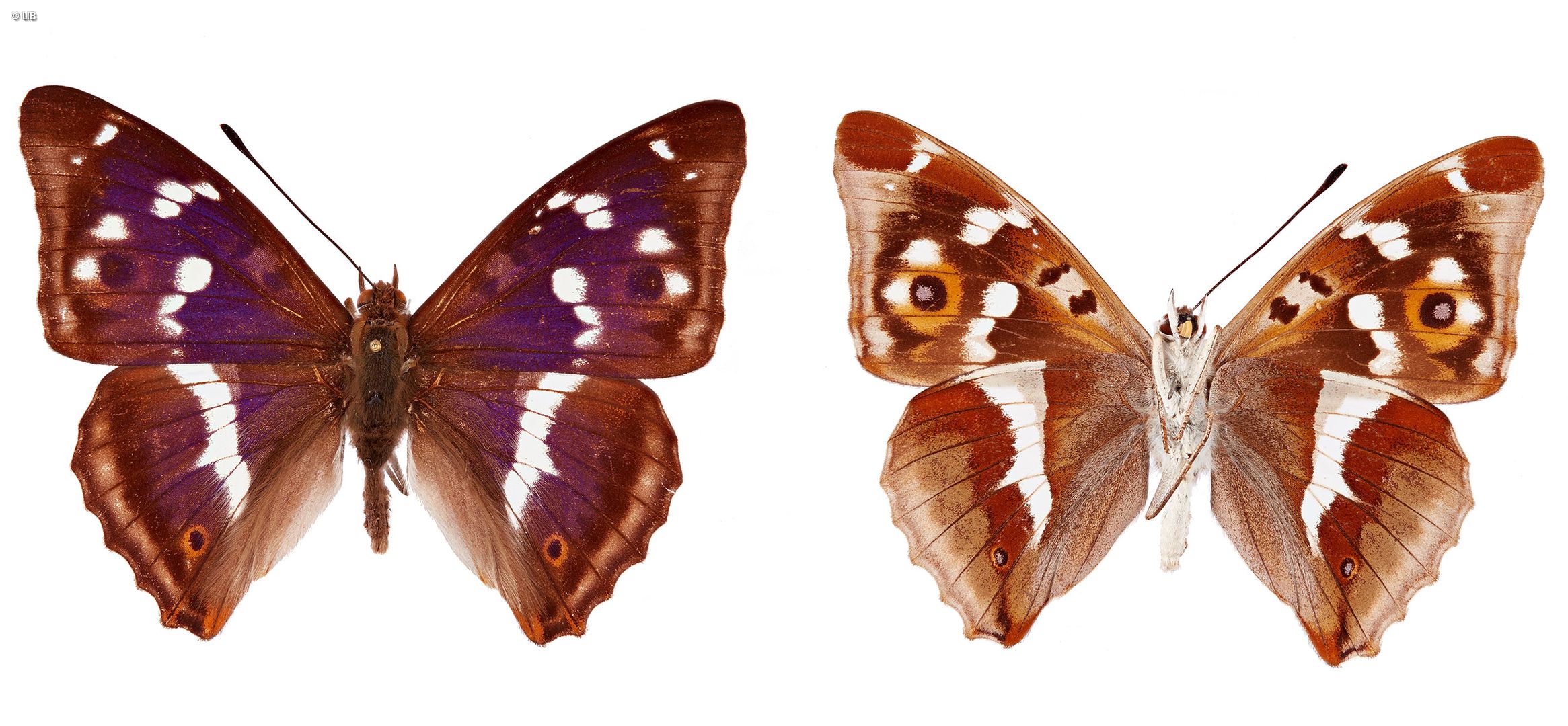Großer Schillerfalter